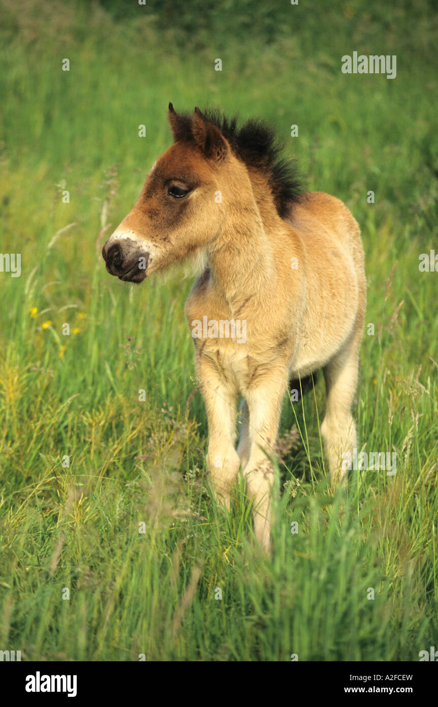 Poulain dans un champ en été Icelandic Horse Banque D'Images