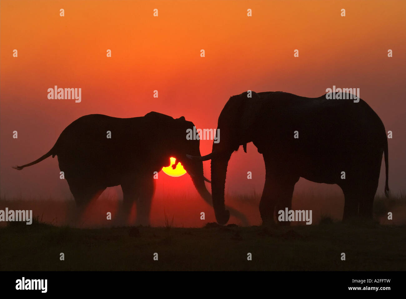 Les éléphants d'Afrique (Loxodonta africana) Coucher du soleil. Chobe National Park, Botswana, Africa Banque D'Images