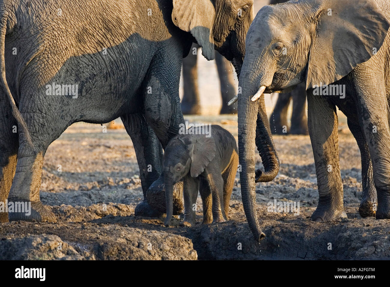 Les éléphants d'Afrique (Loxodonta africana), de la famille. Chobe National Park, Botswana, Africa Banque D'Images