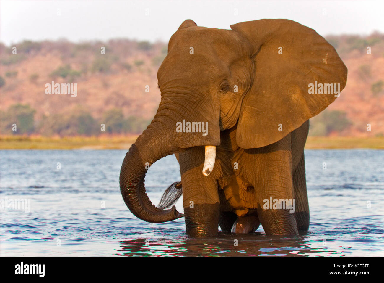 L'éléphant africain (Loxodonta africana) dans la rivière Chobe. Chobe National Park, Botswana, Africa Banque D'Images