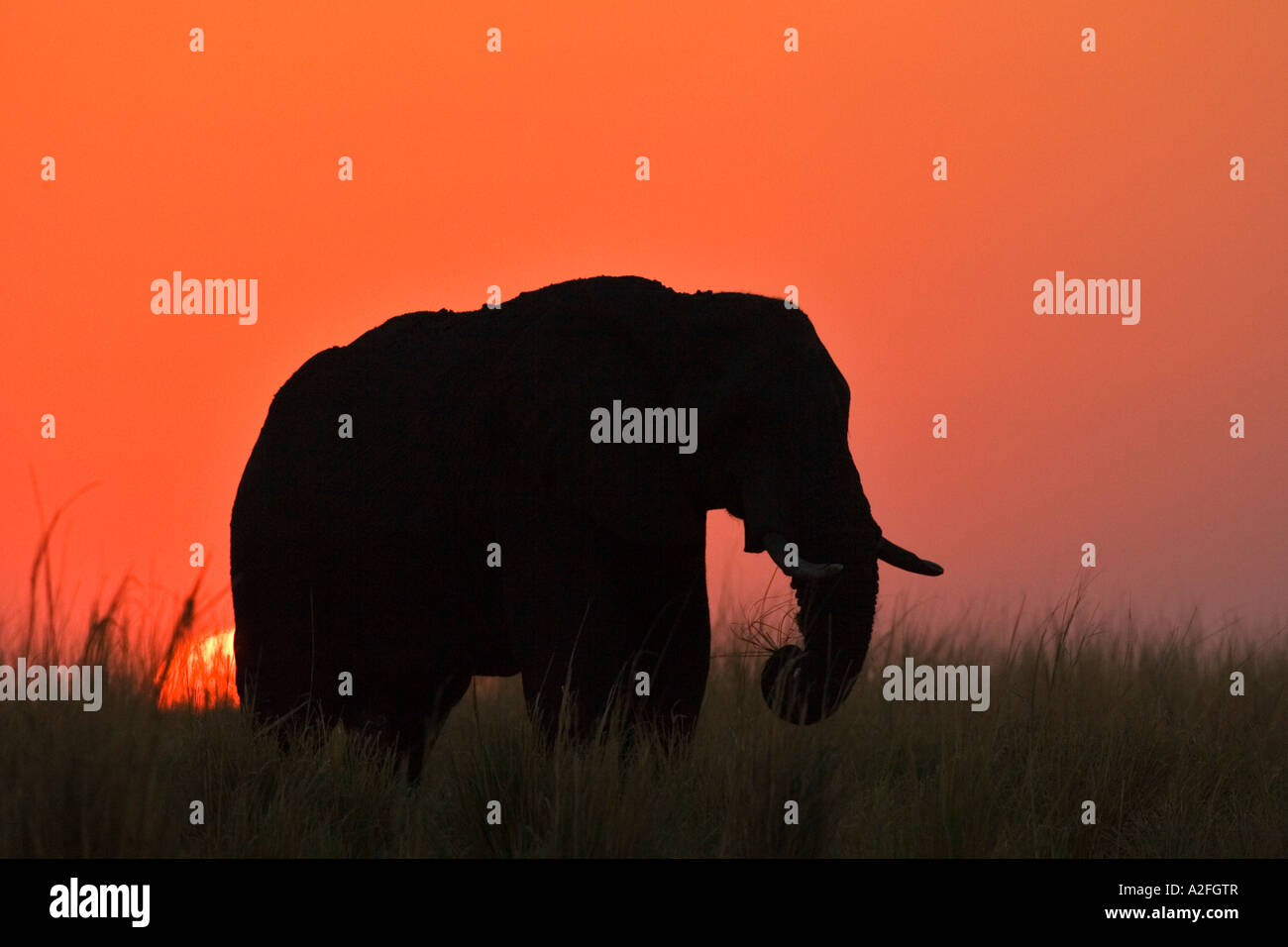L'éléphant africain (Loxodonta africana) Coucher du soleil. Chobe National Park, Botswana, Africa Banque D'Images