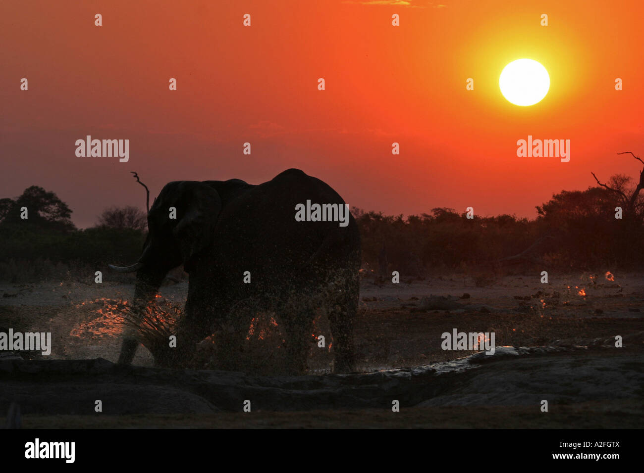 L'éléphant africain (Loxodonta africana) dans le trou d'eau, coucher du soleil. Savuti, Chobe National Park, Botswana, Africa Banque D'Images