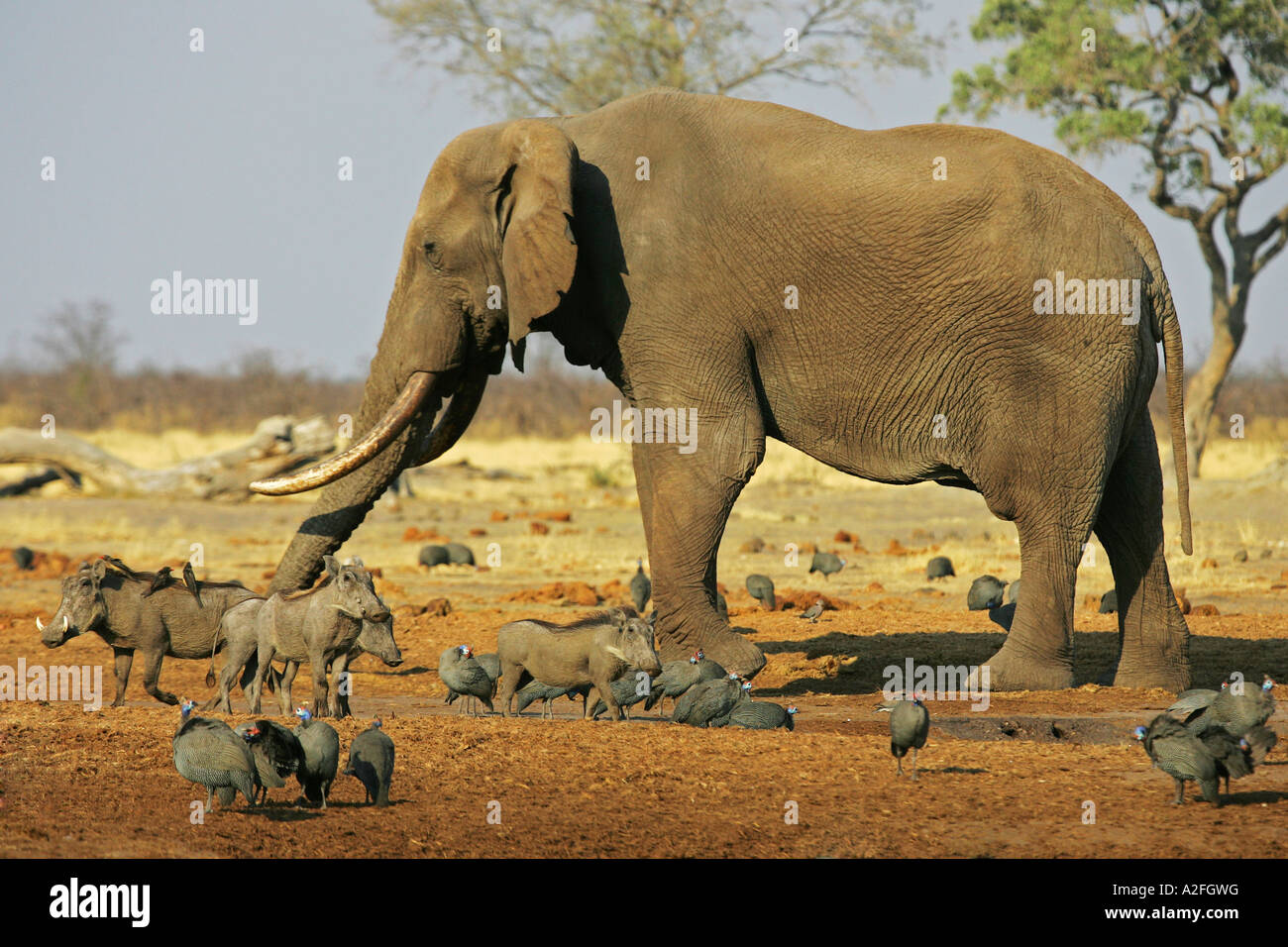 L'éléphant africain (Loxodonta africana), pintades (Numidinae,) et des phacochères (Phacochaerus aethiopicus). Savuti Banque D'Images