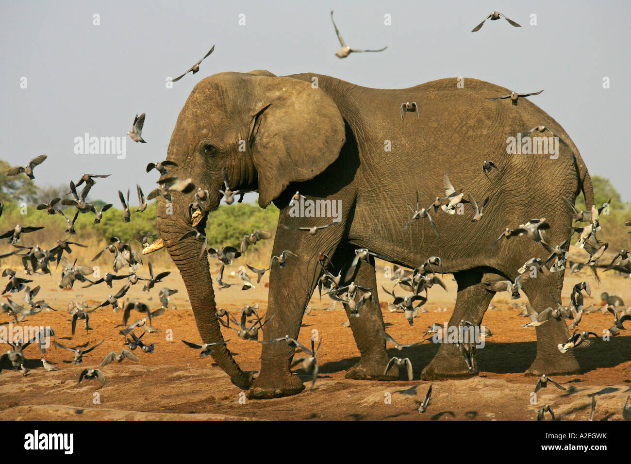 L'éléphant africain (Loxodonta africana) entre flying pigeons. Savuti, Chobe National Park, Botswana, Africa Banque D'Images