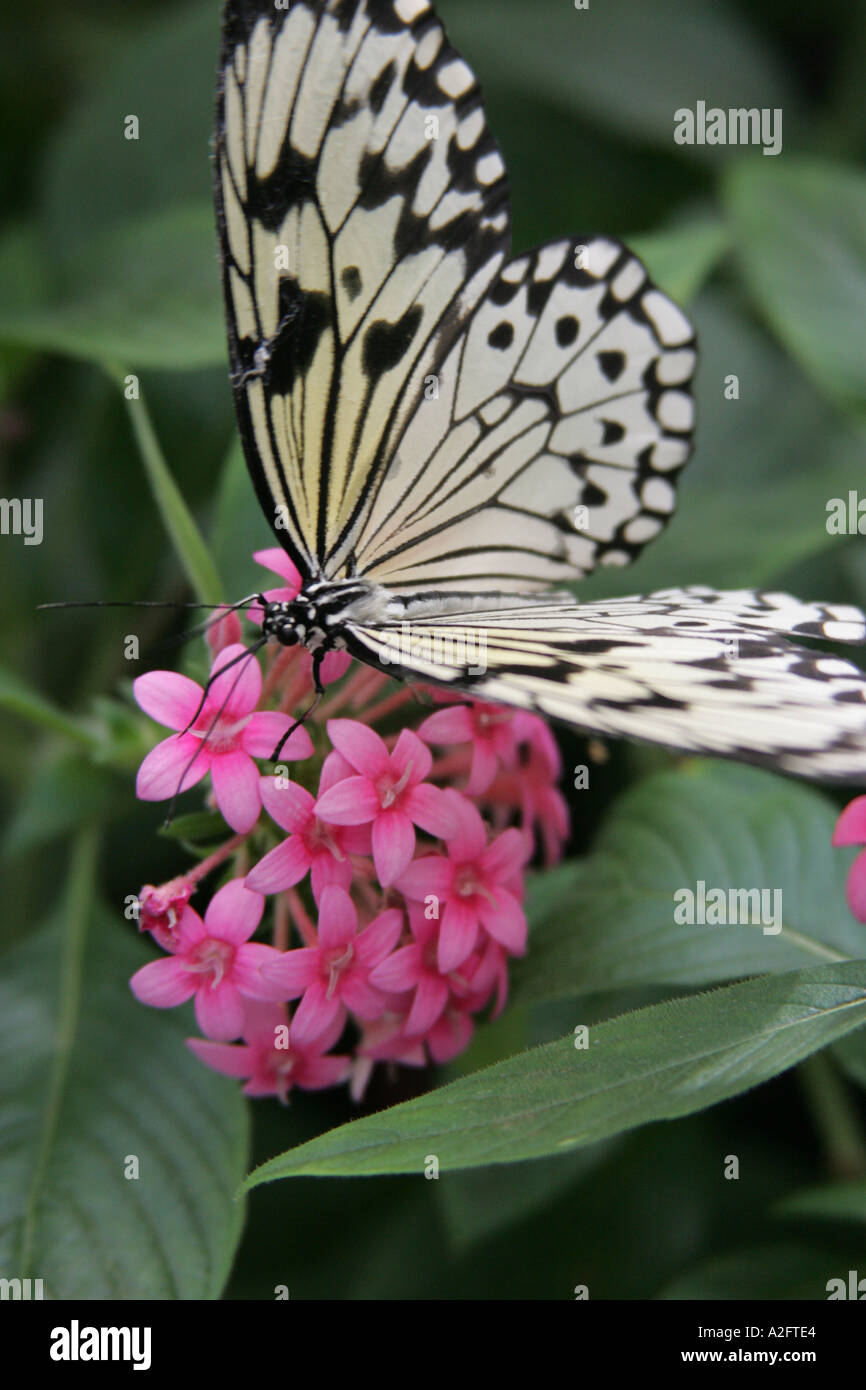 Arbre généalogique blanche papillon nymphe Banque D'Images