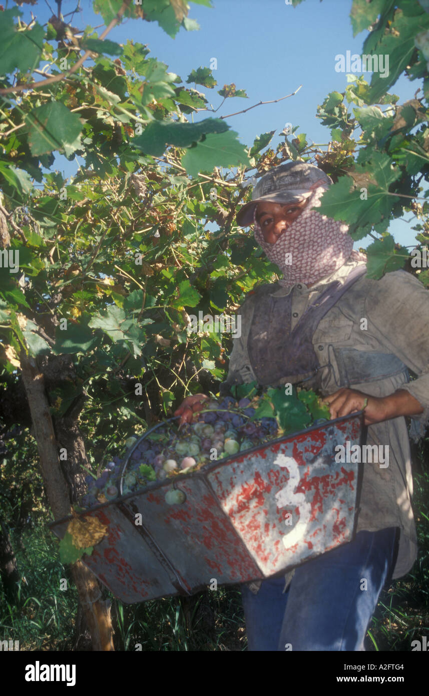 Vendimia San Juan. Coupe femme et de remplissage dans un raisin gamela, une boîte de capacité 20 kg Banque D'Images