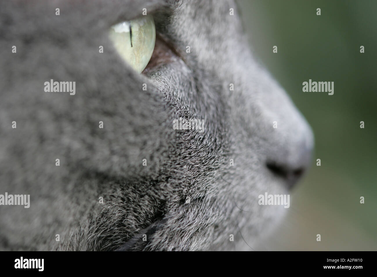 Close up d'un chat bleu russe Banque D'Images