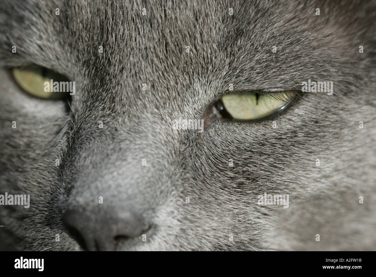Un gros plan du visage de chats bleu russe Banque D'Images