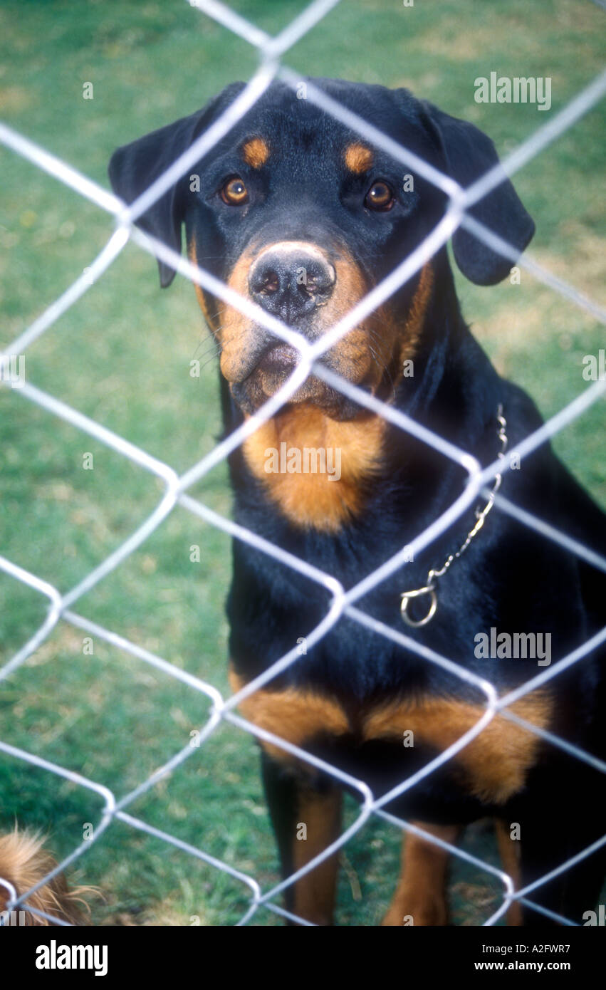 Chien rottweiler noir derrière une clôture Banque D'Images