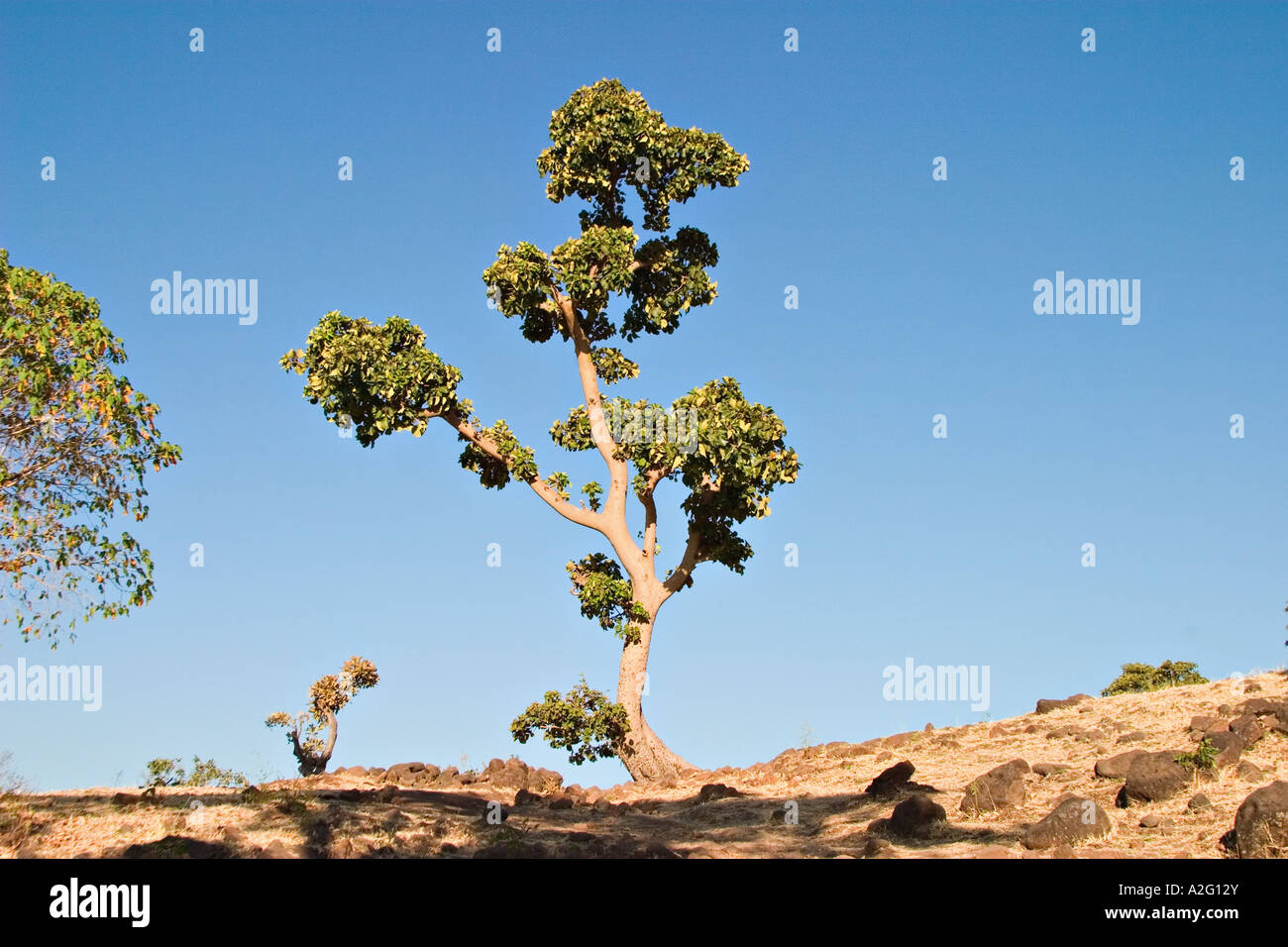 La plantation d'arbres par les chutes du Nil Bleu, Tis Issat, Lac Tana, Ethiopie, Afrique Banque D'Images