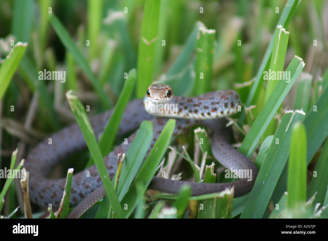 Serpent dans l’herbe Banque D'Images