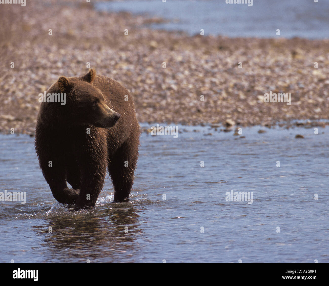 N.A., USA, Alaska, Hallo Bay Ours brun - Ursus arctos Banque D'Images