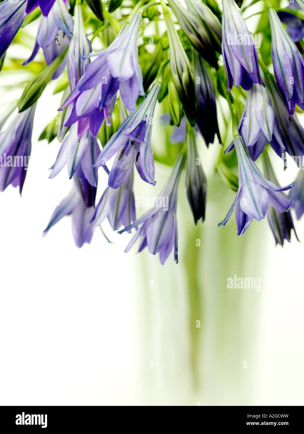 American Bluebells Banque D'Images