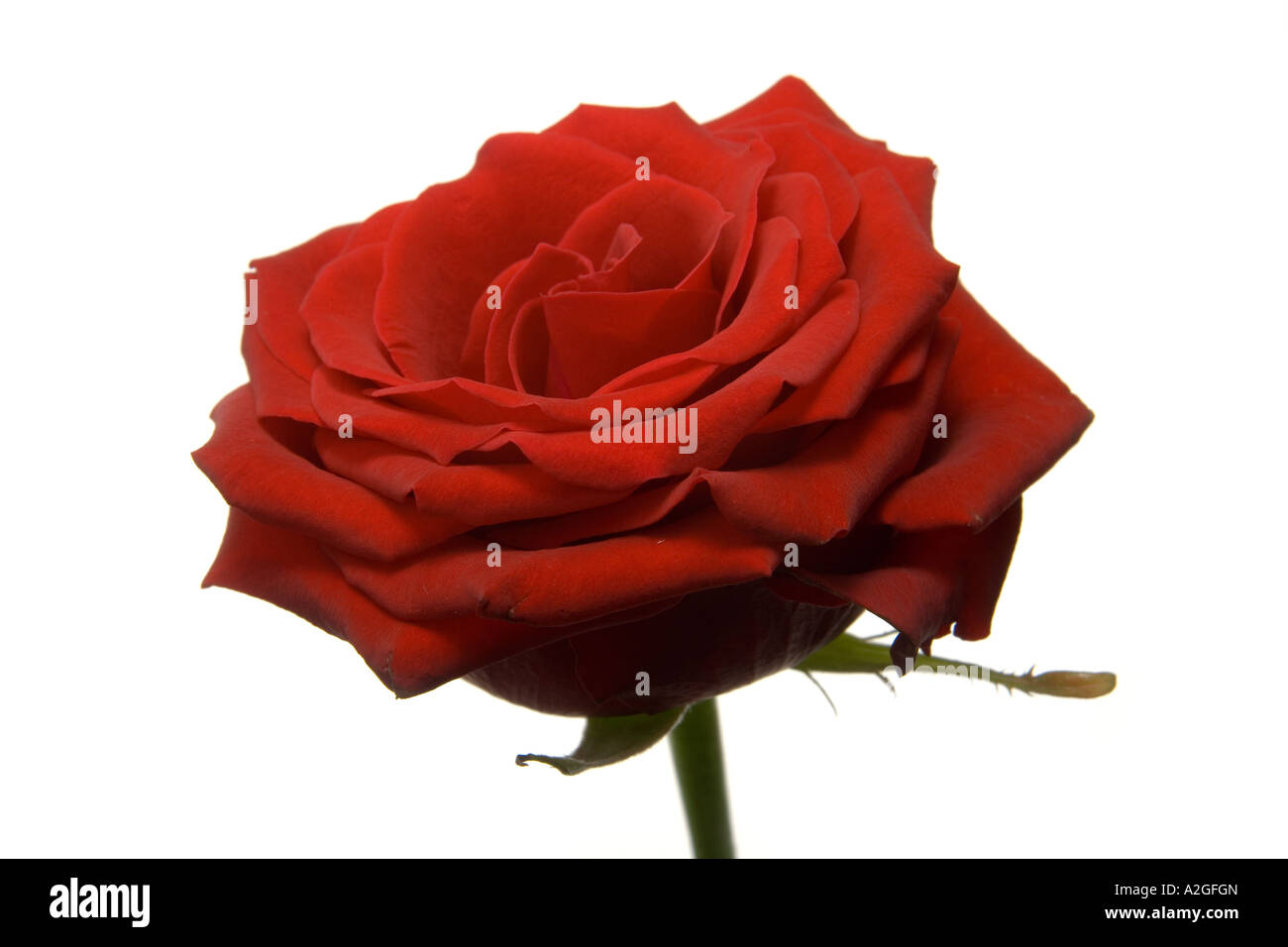 Rose rouge blanc avec un fond de studio. Banque D'Images