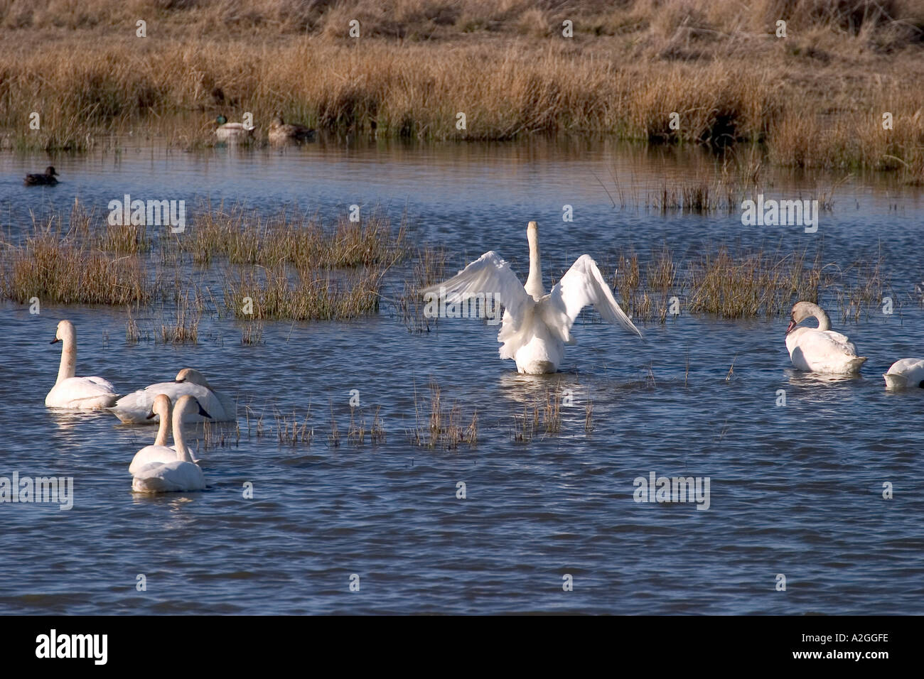 Les cygnes trompettes et les Canards colverts nager dans un étang zones humides Banque D'Images