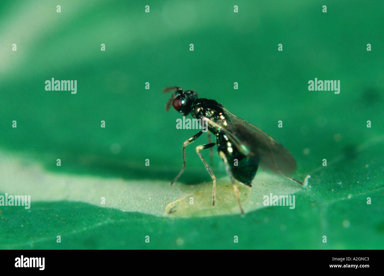 Guêpe parasitoïde adulte Diglyphus isaea oviposting à côté de la larve de la feuille agent de contrôle biologique Banque D'Images