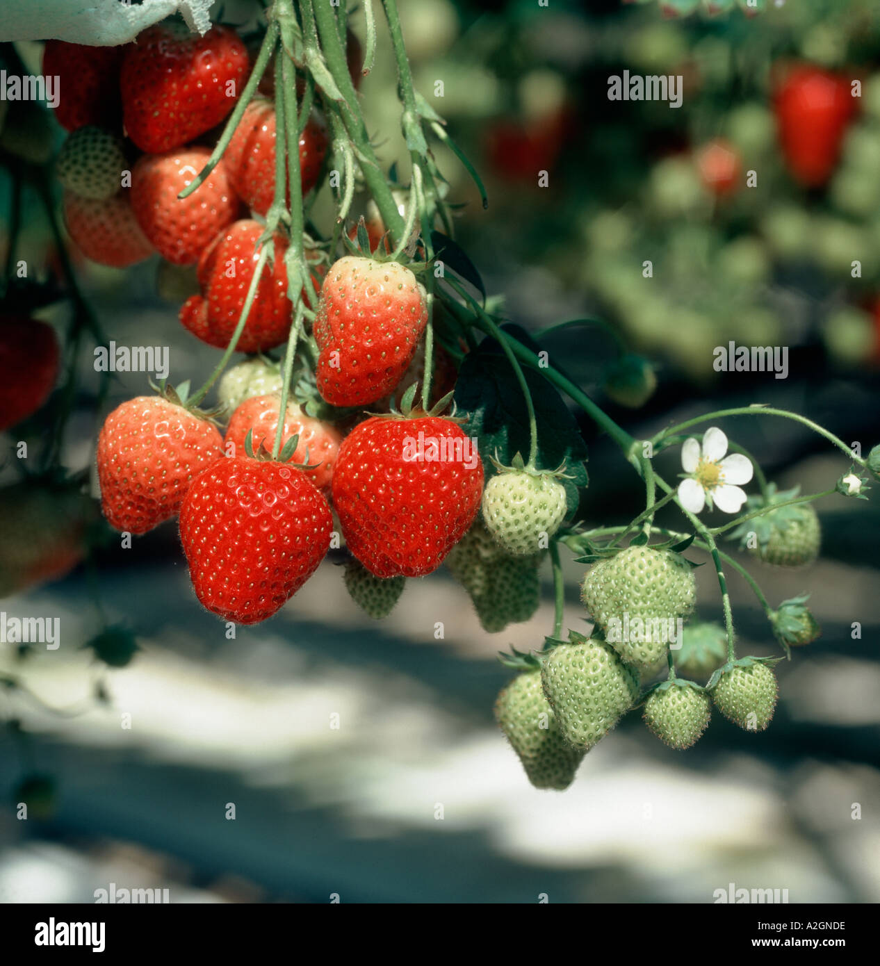 Fraise Elsanta élevés en serre les fruits cultivés dans des bacs remplis de pendaison Banque D'Images