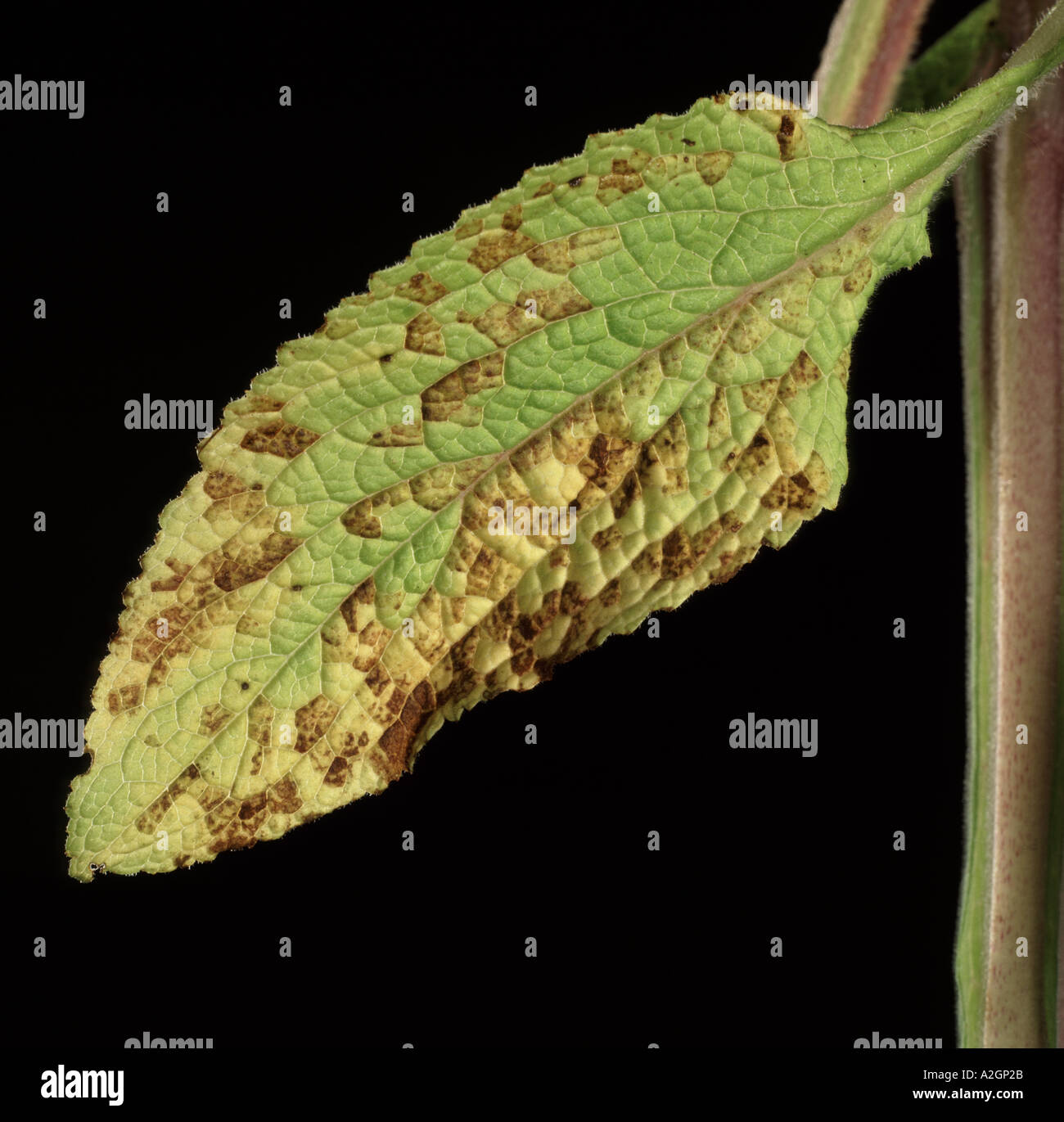 Nécroses causées par les nématodes des feuilles sur feuilles feuilles de la digitale dommages contre Banque D'Images