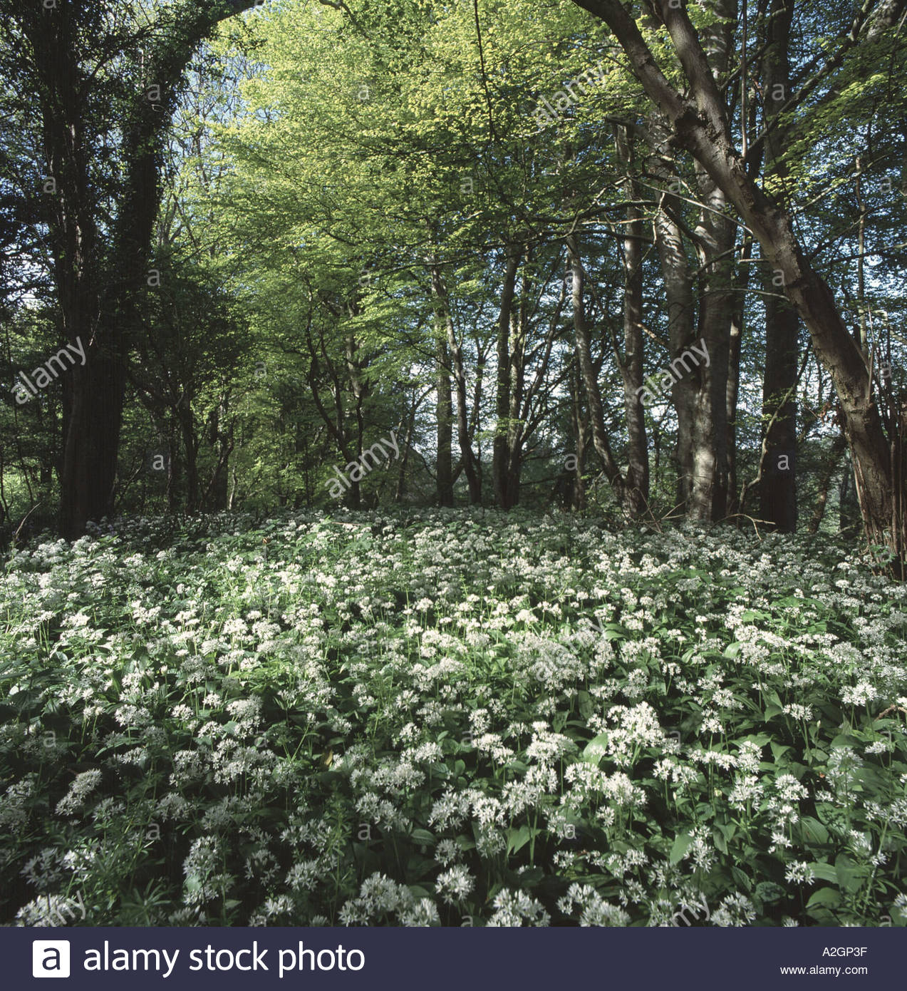 L'ail des ours ou Allium ursinum ramsons floraison dans les hêtraies connu localement comme des sorcières de bois, près de Devon Branscombe Banque D'Images