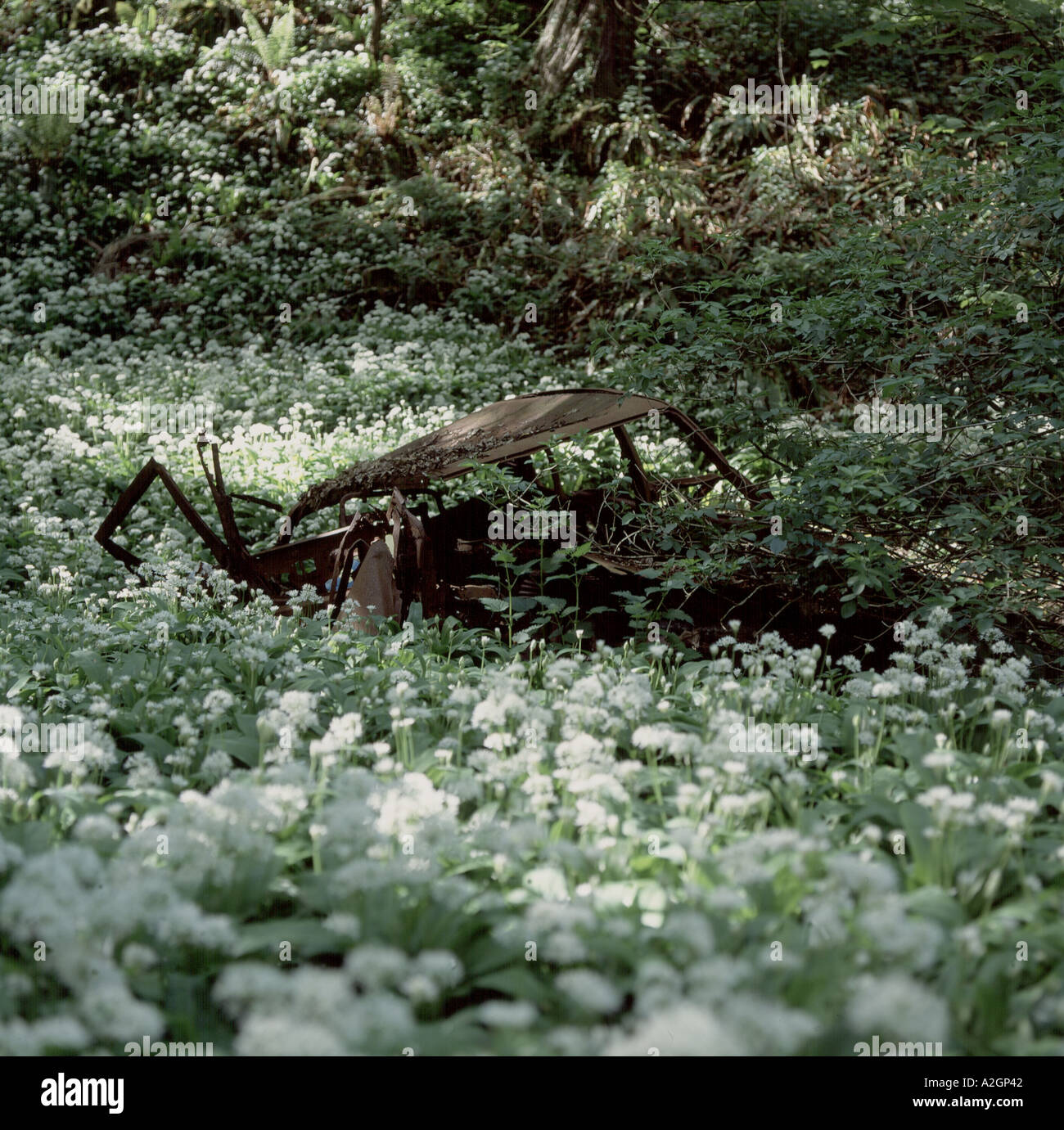 Vieille voiture rouille parmi l'ail sauvage ou ramsons Allium ursinum floraison dans les hêtraies connu localement comme des sorcières de bois, près de Branscom Banque D'Images