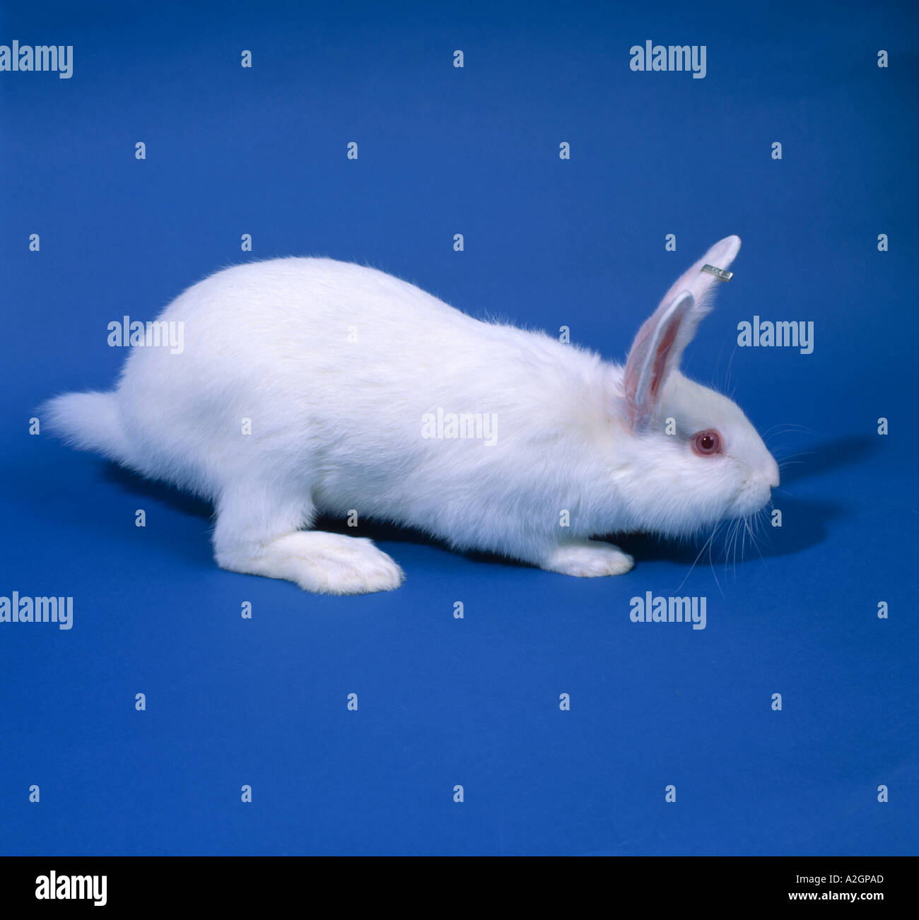 Lapin blanc sur fond bleu Banque D'Images
