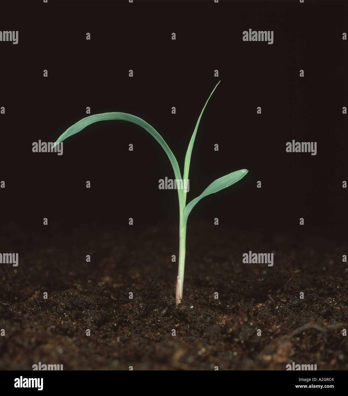 Plante des semis de mil sorgho bicolore Banque D'Images