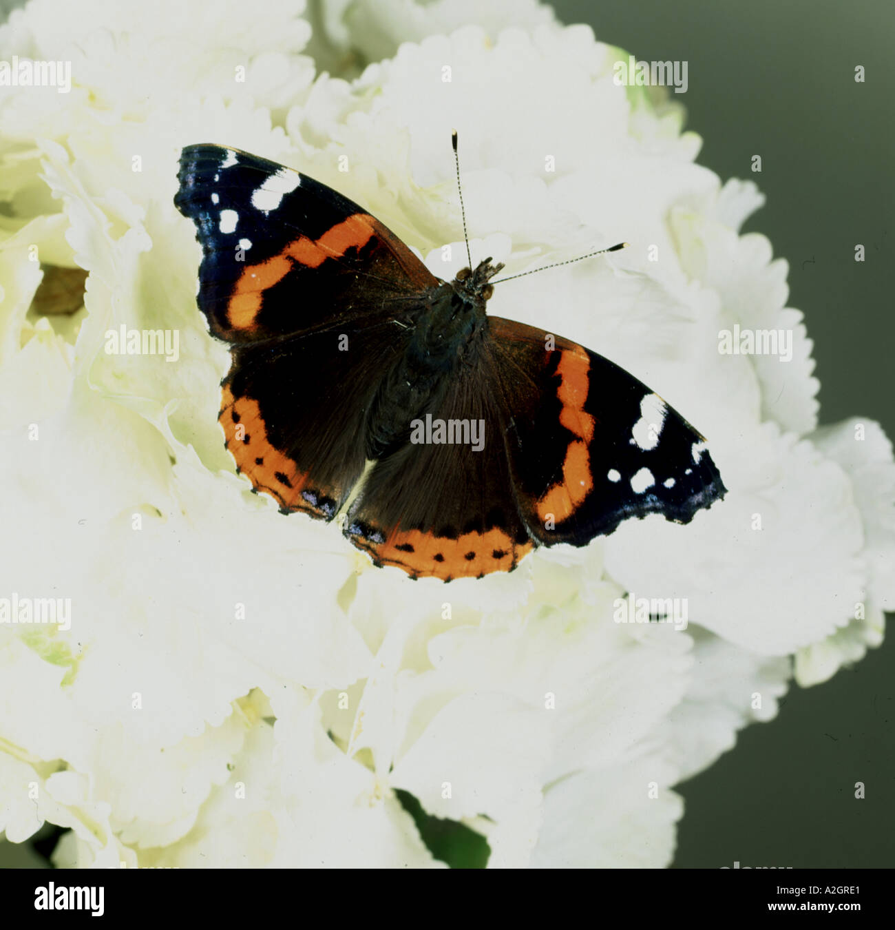 Un vulcain Vanessa atalanta papillon avec ailes déployées sur un hortensia blanc fleur Banque D'Images