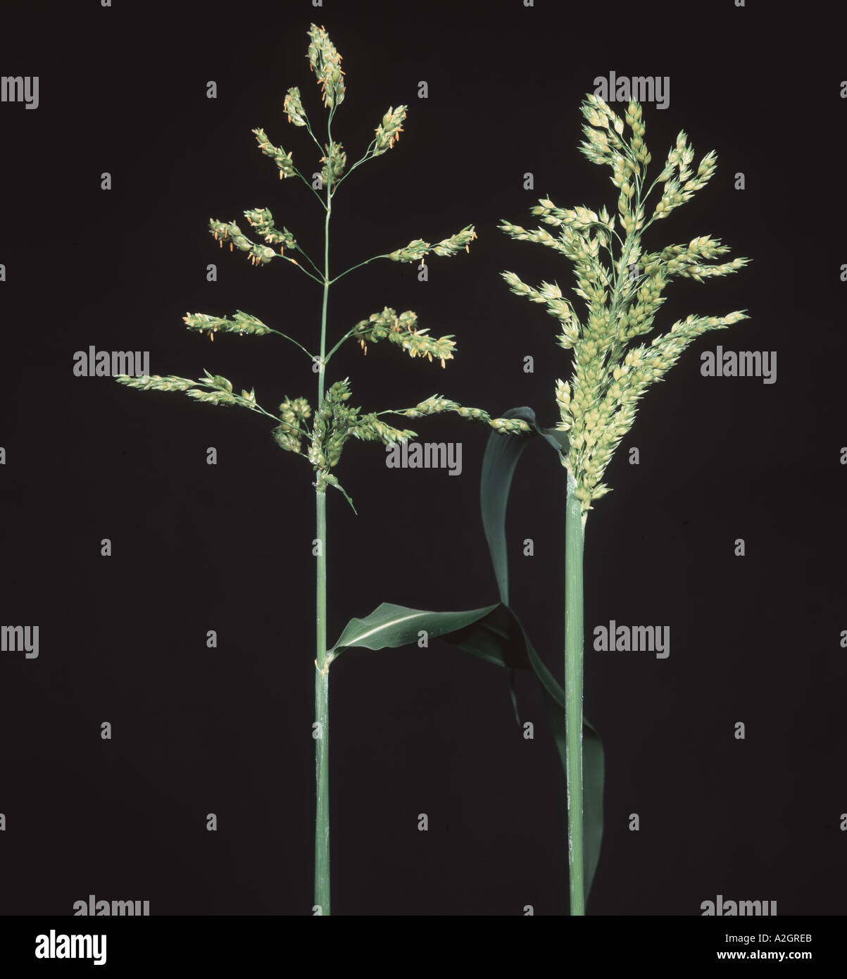 Millet Sorghum bicolor inflorescence Banque D'Images