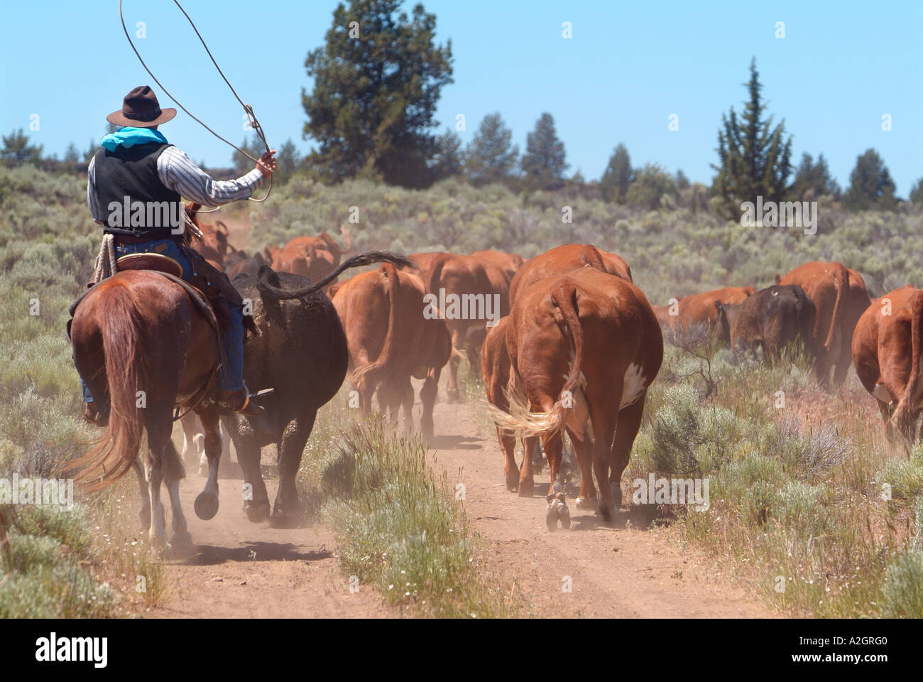 Conduite de Cowboy cattle dans le centre de l'Oregon high desert pays. (MR) Banque D'Images