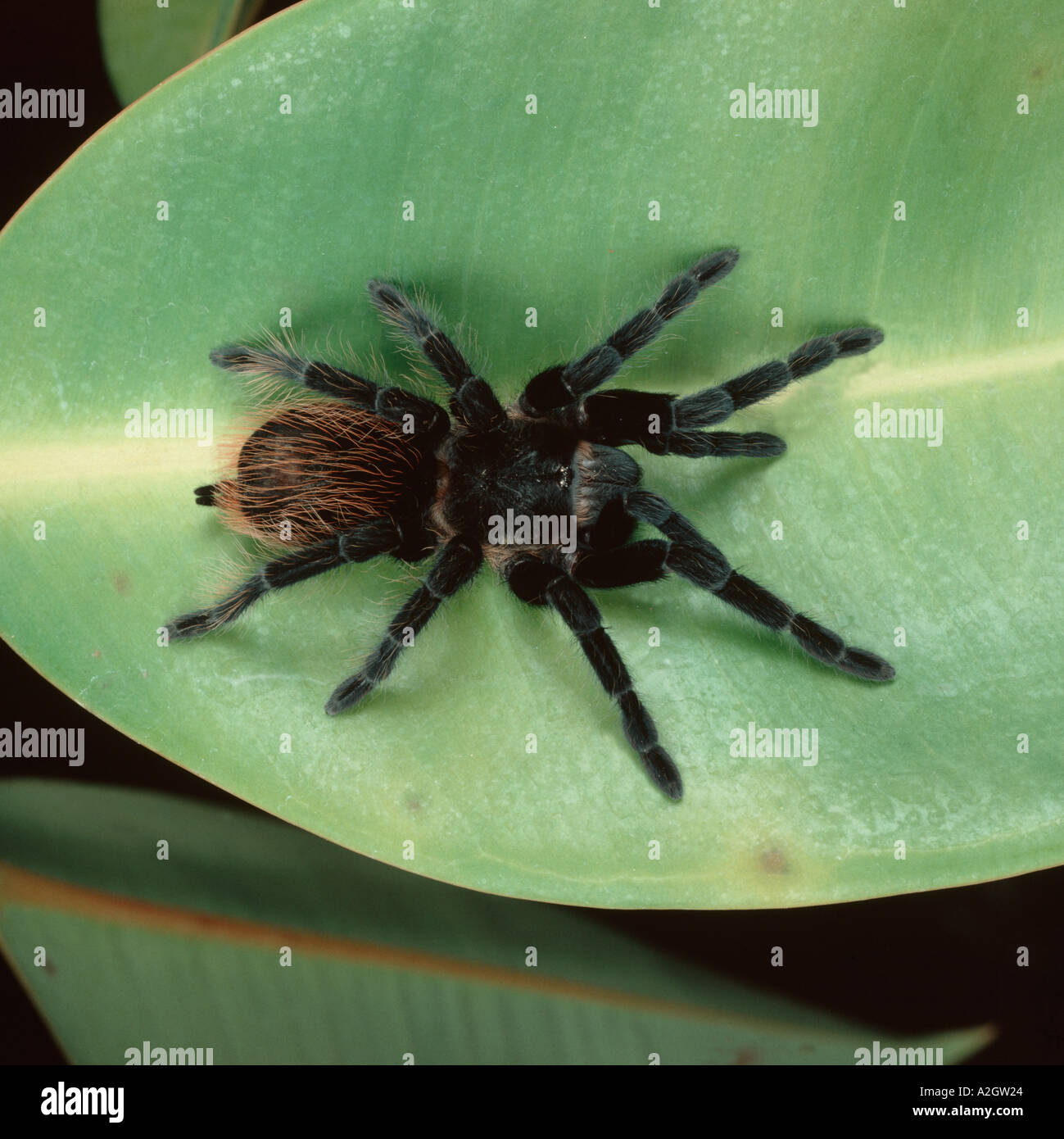 Croupion rouge mexicaine tarentule Brachypelma vagans sur une feuille Banque D'Images