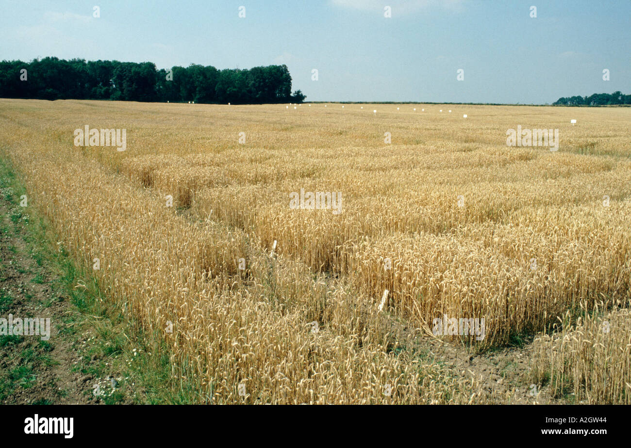 Les parcelles d'essais de blé montrant des panneaux d'identification de parcelles carrées Banque D'Images