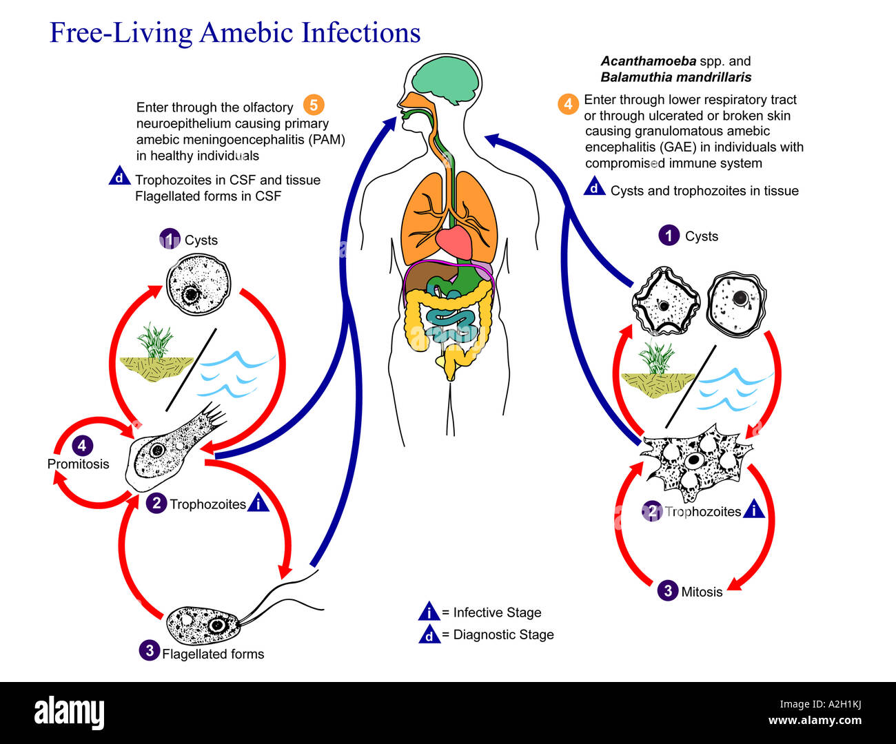 Illustration du cycle de vie des agents parasitaires responsables de causer des infections amibienne vivant libre Naegleria fowleri Banque D'Images