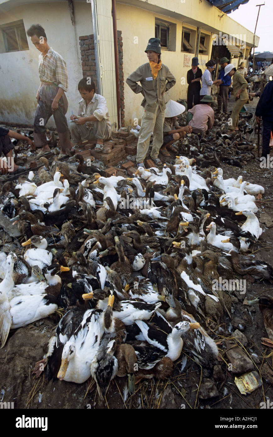 Volailles destinées à la vente, marché de Long Bien, Hanoi, Vietnam. À partir de la page sur la grippe aviaire en Asie. Banque D'Images