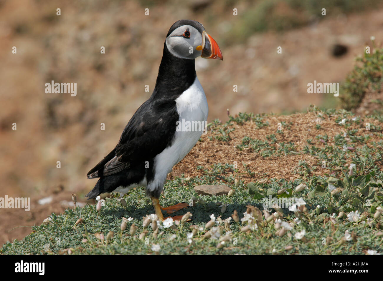 Macareux moine (Fratercula arctica Banque D'Images