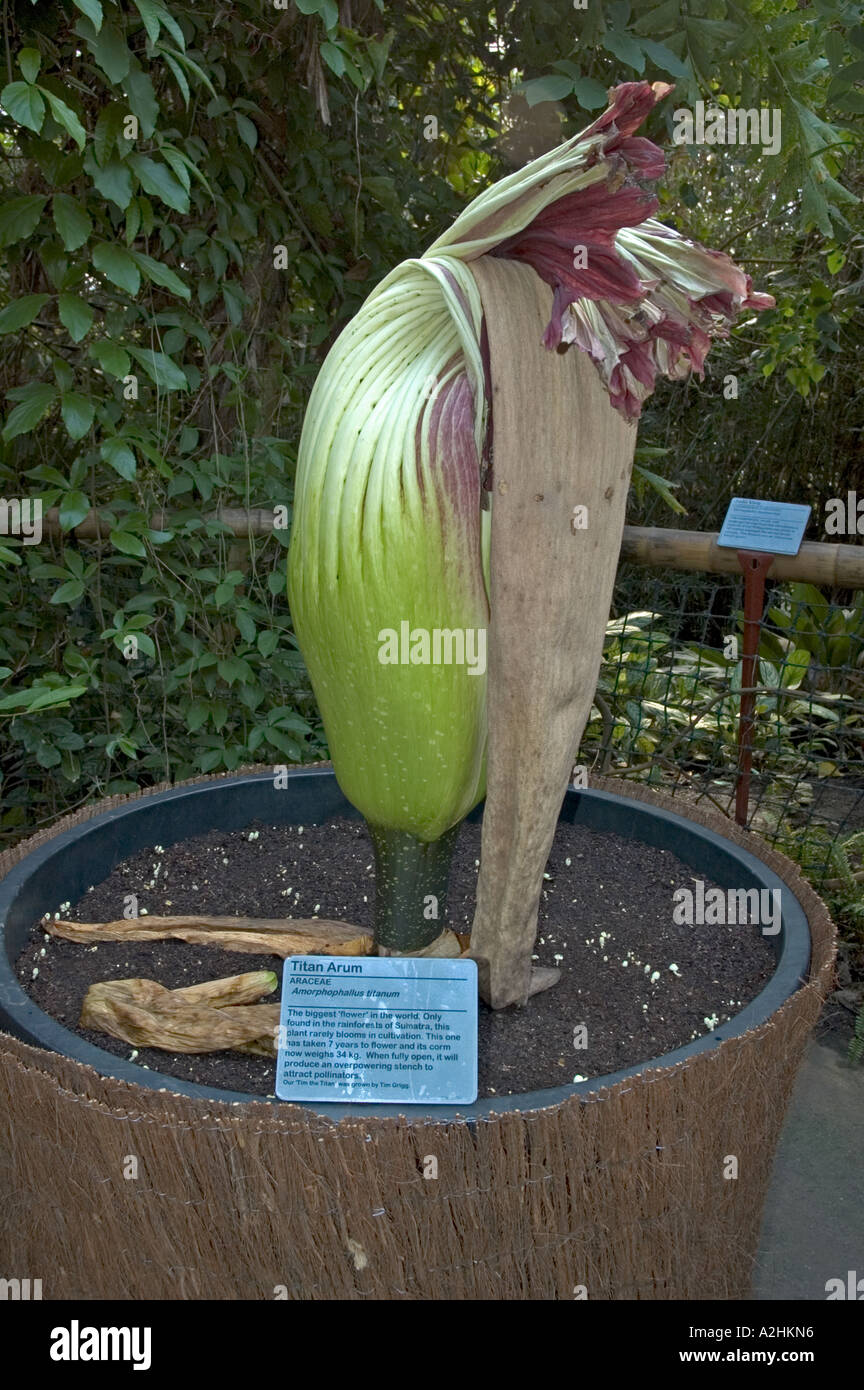 L'usine de l'arum titan se prépare à fleur à l'eden project dans la région de Cornwall, uk Banque D'Images