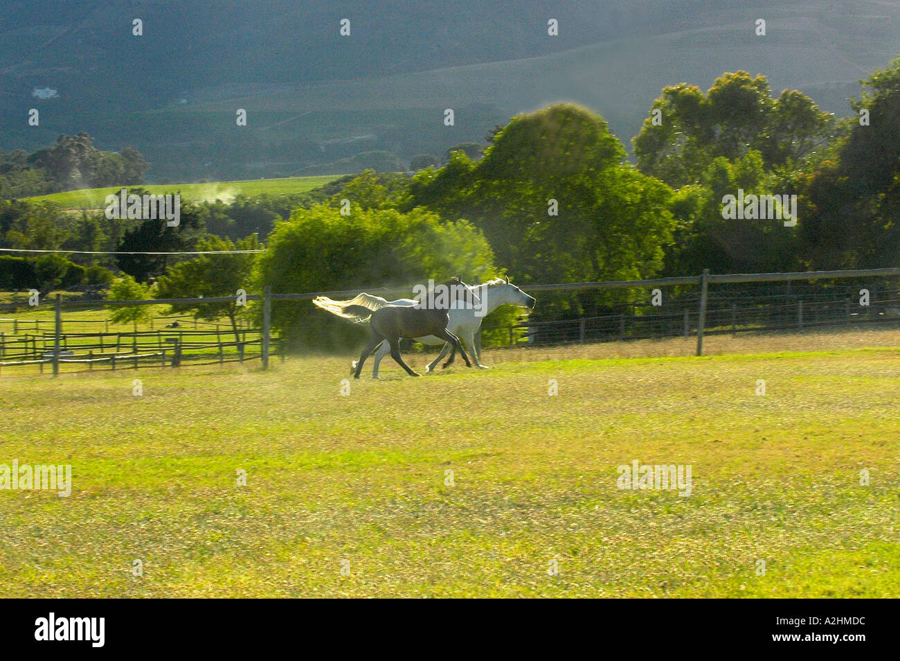 White Arabian mare avec un poulain s'exécutant dans des enclos sur Halliford farm Somerset West Afrique du Sud Banque D'Images