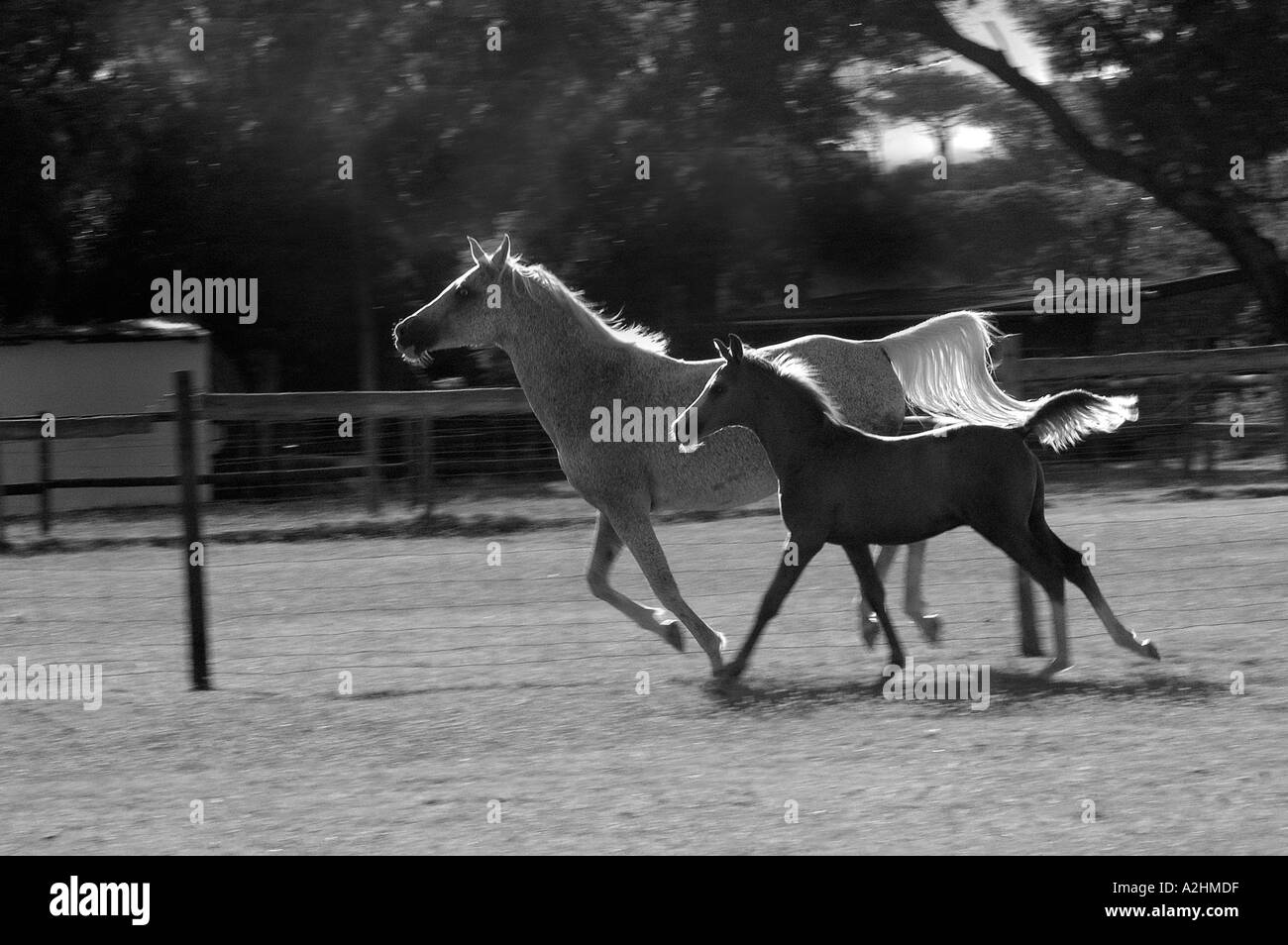 Arabe blanc mare d'exécution avec un poulain noir et blanc photo Halliford farm Somerset West Afrique du Sud Banque D'Images