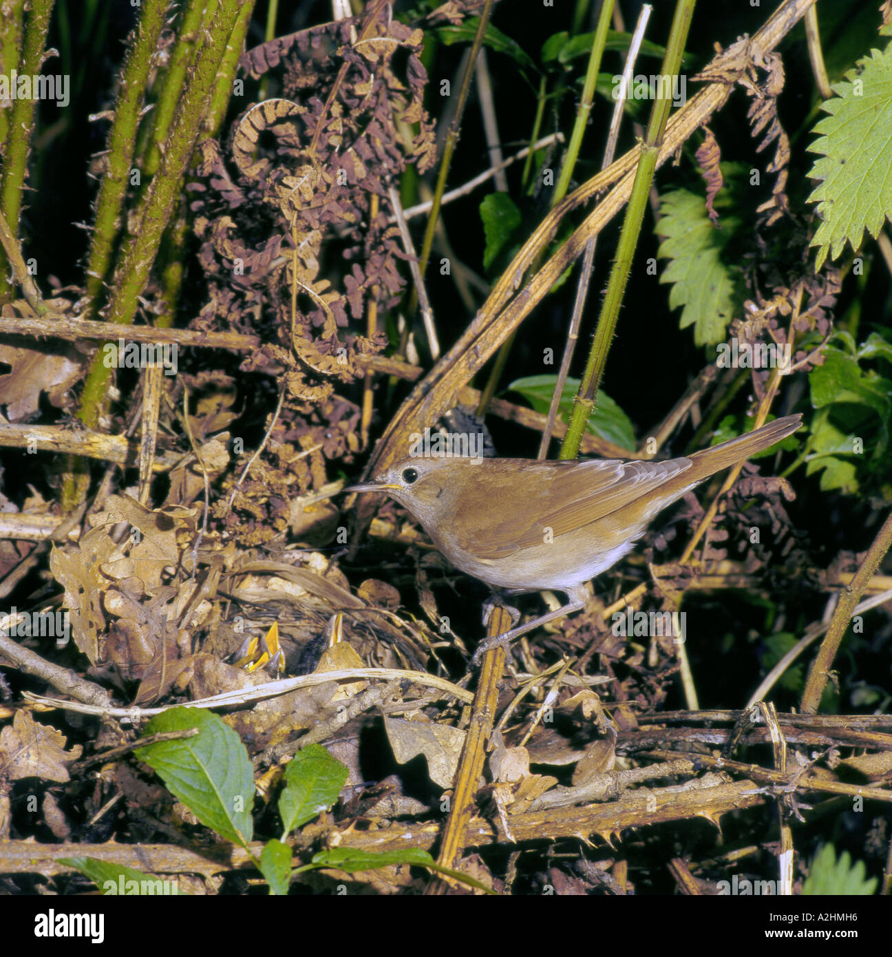 Nightingale adulte au nid de verdure avec de jeunes Surrey England Juin Banque D'Images