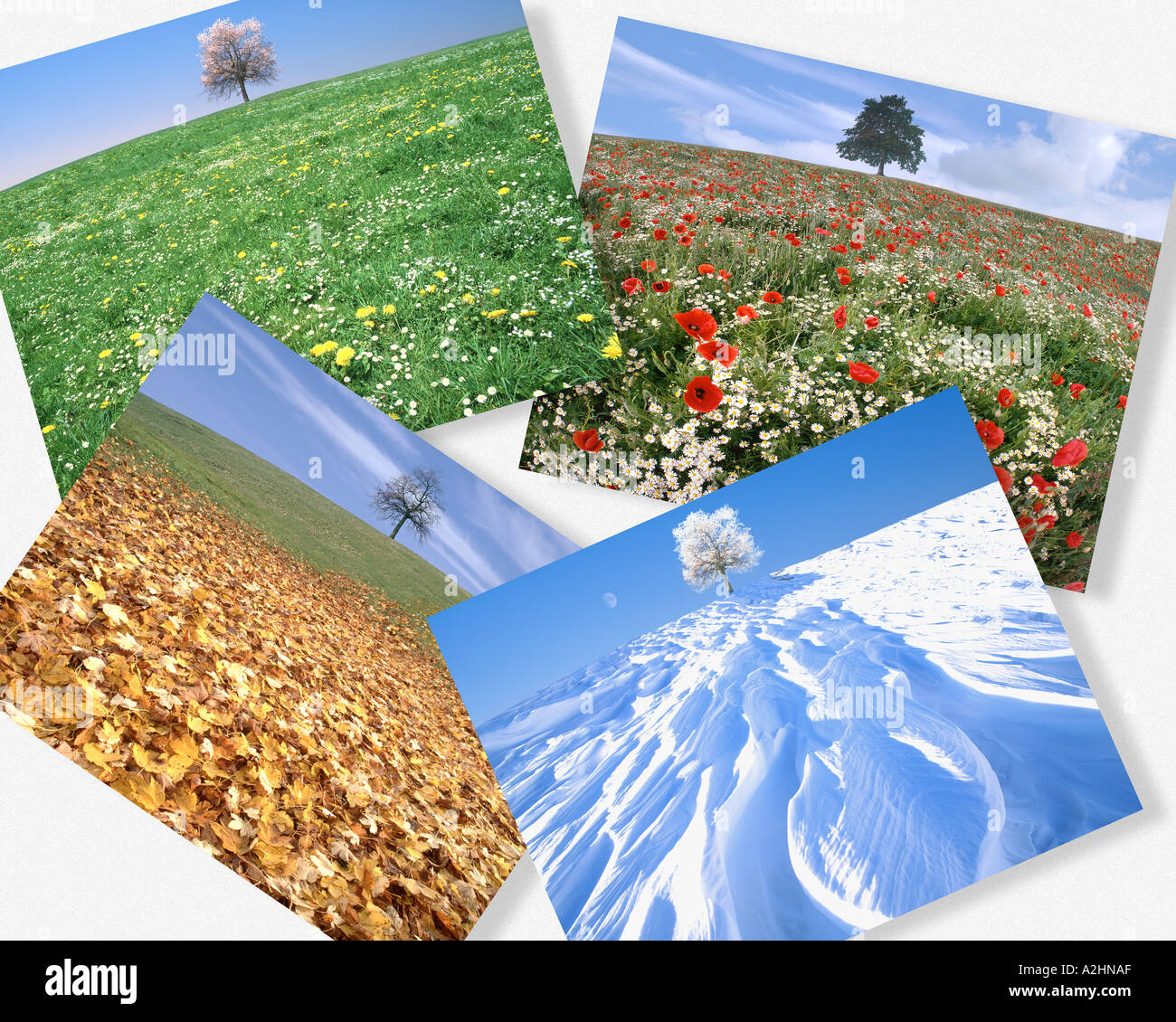 CONCEPT : Les Quatre Saisons Banque D'Images