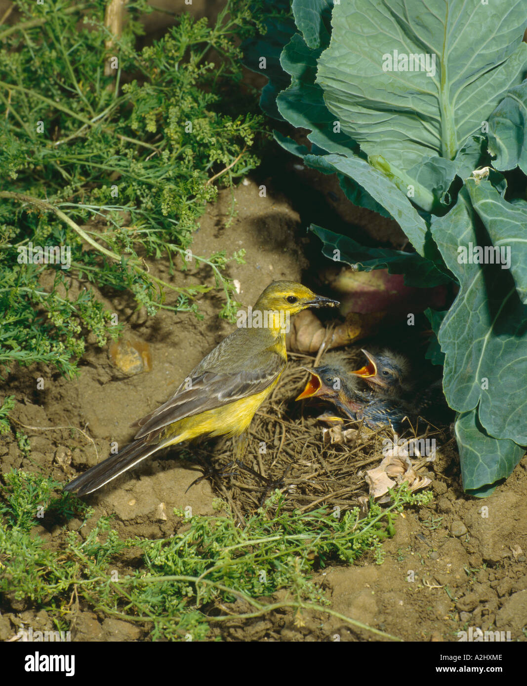 Bergeronnette de femelle au nid au printemps alimentation des jeunes verts Juin Angleterre Surrey Banque D'Images