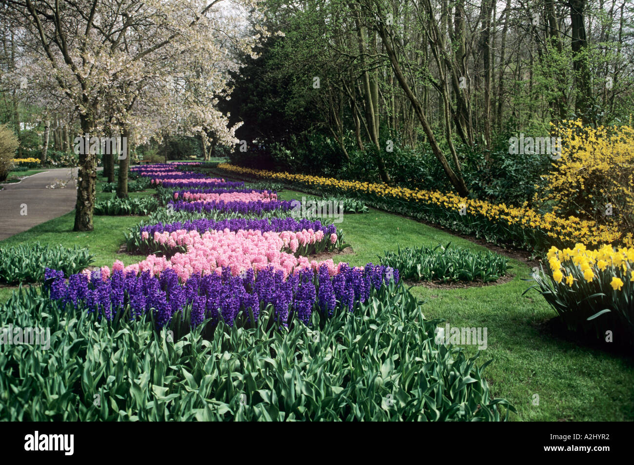 Un affichage coloré des jacinthes et autres fleurs de printemps qui fleurit dans les jardins de Keukenhof près d'Amsterdam Banque D'Images