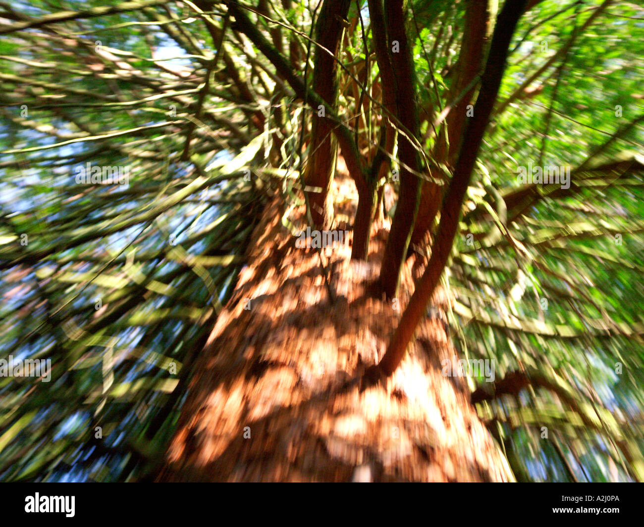 Séquoia géant Sequoiadendron giganteum en forêt privée Hanley Castle Malvern Worcestershire Angleterre Banque D'Images