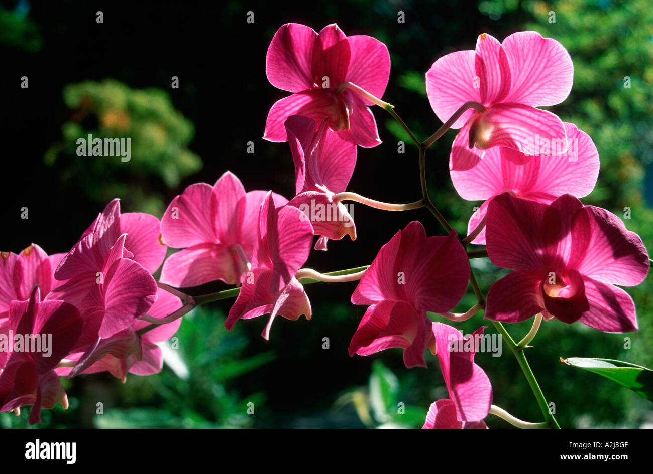 Fleurs, Thaïlande Banque D'Images