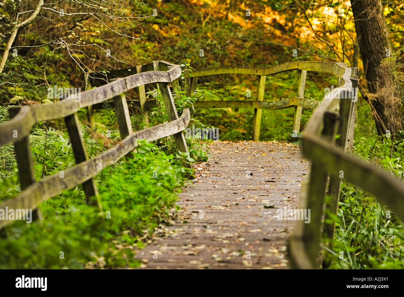 Une passerelle en bois dans une forêt à Wakehurst Place Sussex England Banque D'Images
