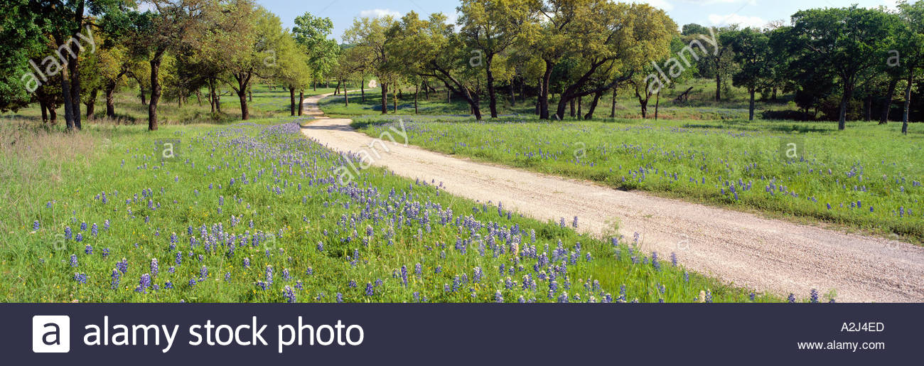 Blue Bonnets Printemps sauvage en milieu rural au Texas Banque D'Images