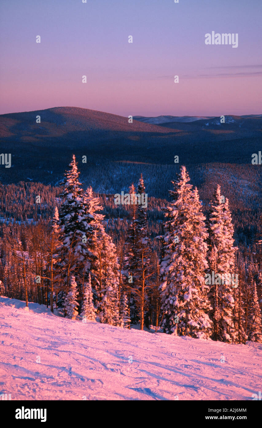 La neige a couvert des arbres dans la lumière rose du coucher de Steamboat Springs, Colorado USA Banque D'Images
