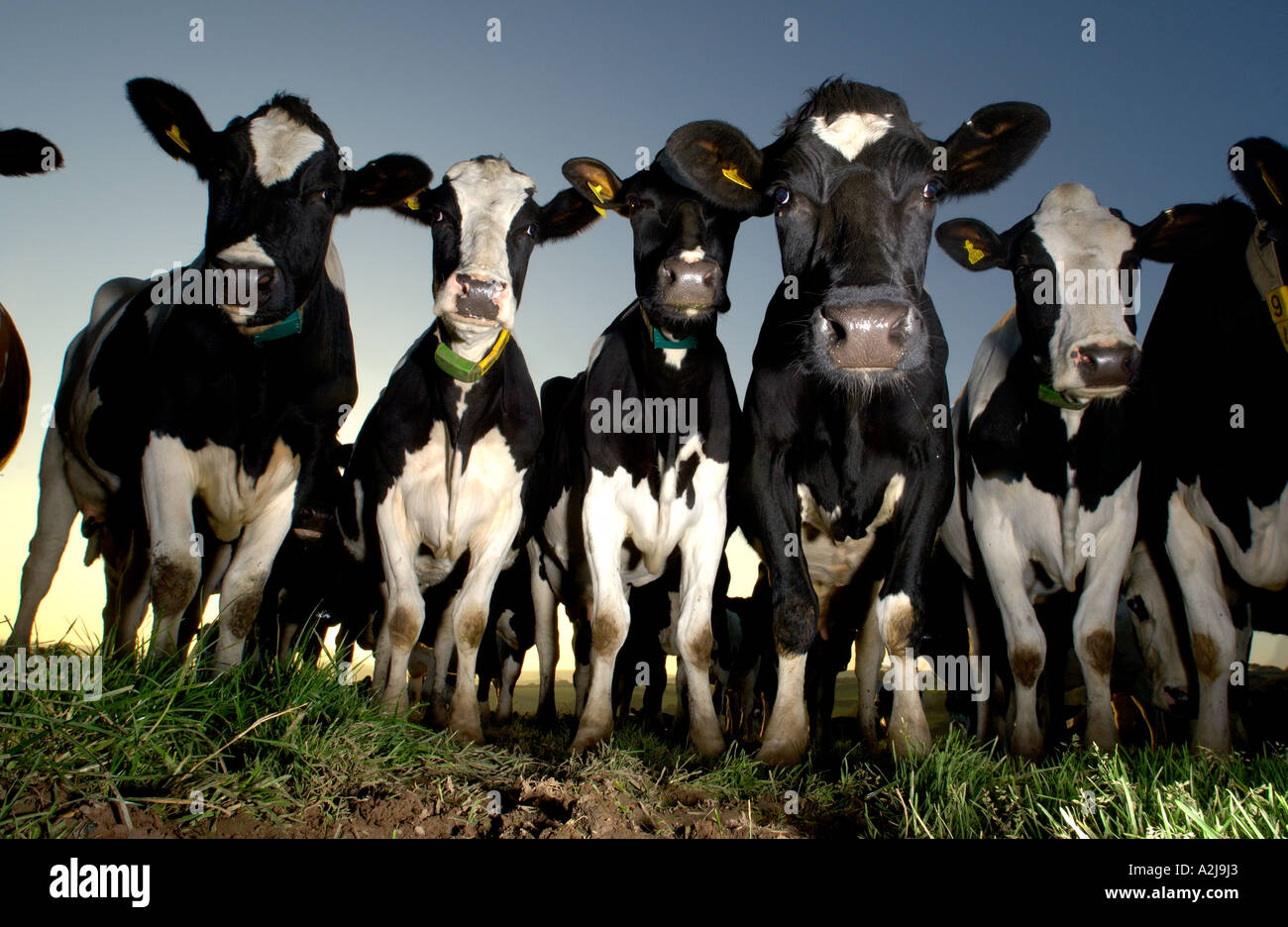 Un troupeau de vaches laitières Holstein Friesan in field Banque D'Images