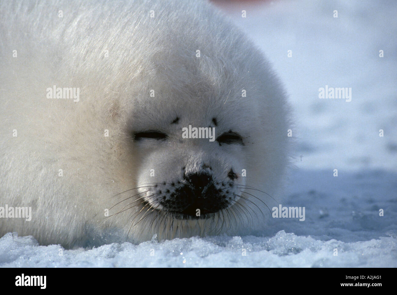 Bebe Phoque Du Groenland Du Canada Connu Sous Le Nom De Blanchon Photo Stock Alamy