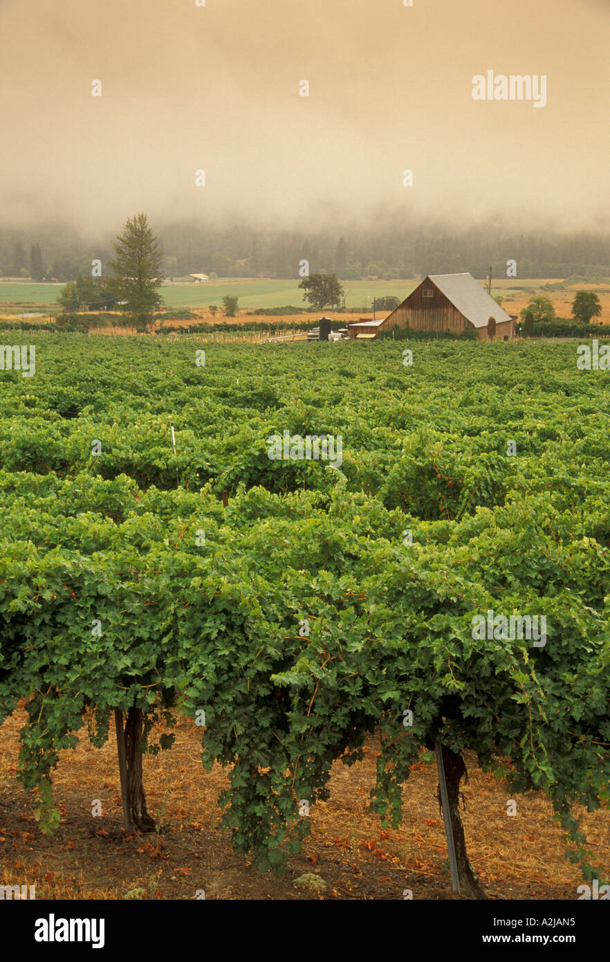 Valley View Winery vignes Applegate Valley dans le sud de l'Oregon avec du brouillard dans la vallée Banque D'Images