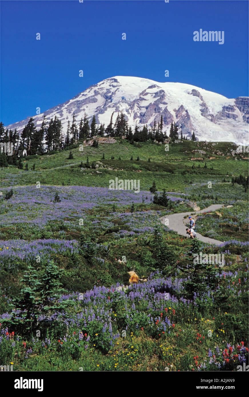 Parc national de Mount Rainier Washington USA Banque D'Images